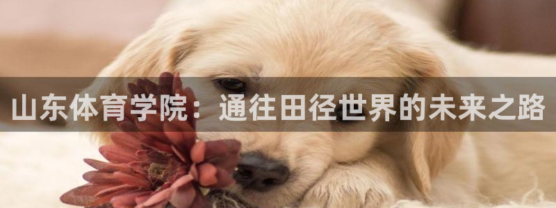 中欧体育集团