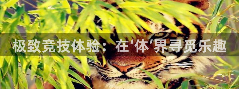 中欧体育zoty下载
